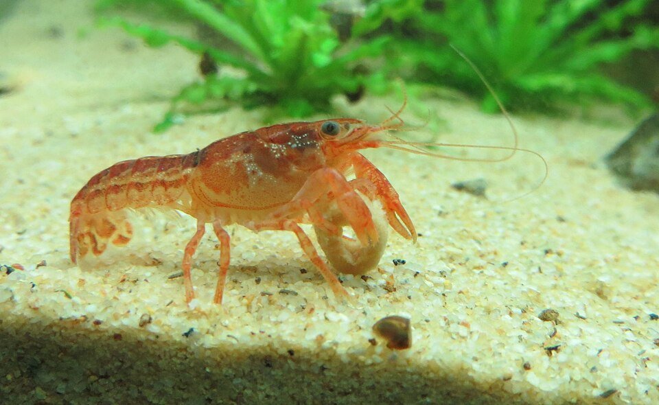 Pogostemon helferi aquariumplant met groene bladeren in helder water.