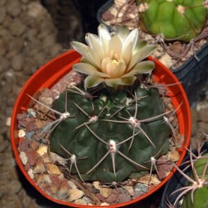 Kleine Gymnocalycium capillaense cactus met roze bloemen en stekels.