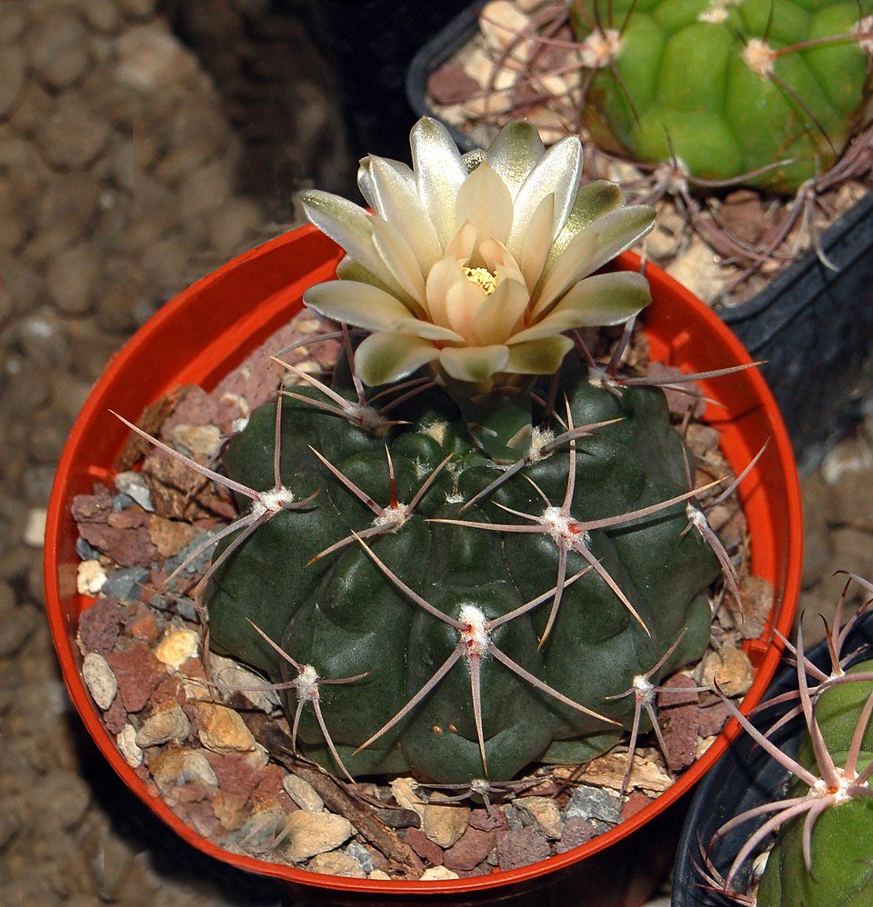 Kleine Gymnocalycium capillaense cactus met roze bloemen en stekels.