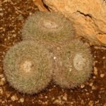 Koraalkleurige Mammillaria morganiana cactus met lange, slanke stengels en witte doornen.