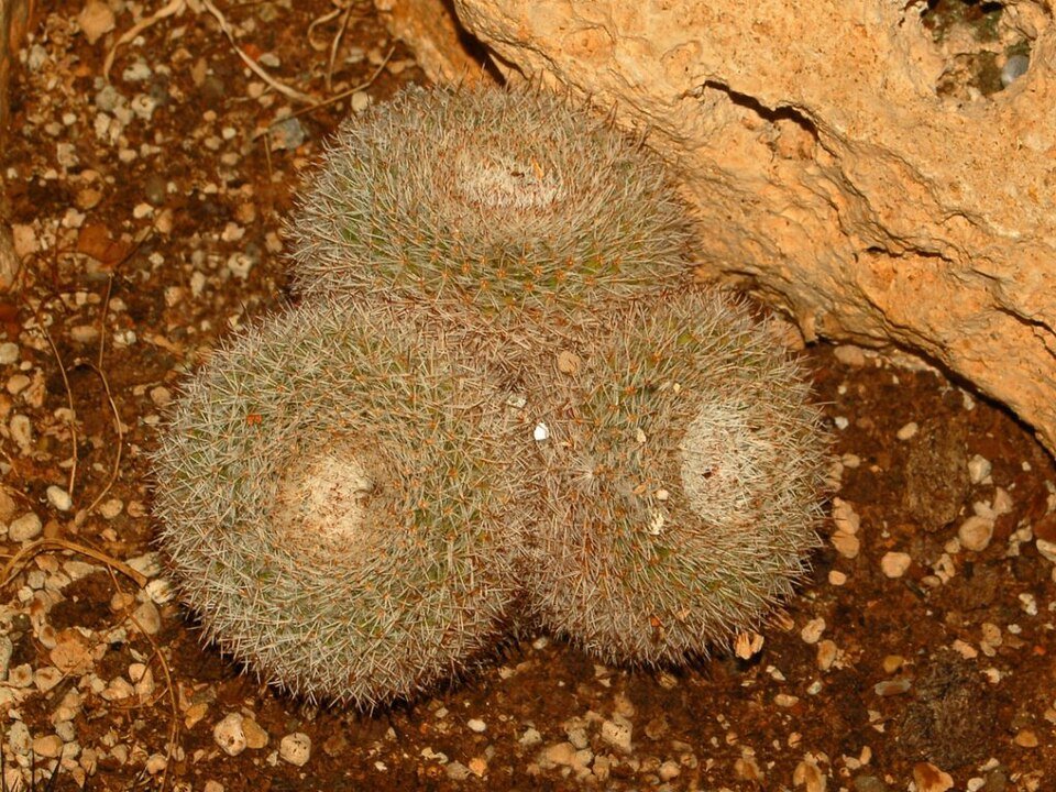 Koraalkleurige Mammillaria morganiana cactus met lange, slanke stengels en witte doornen.