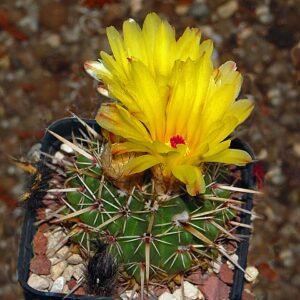Parodia mammulosa cactus met gele bloemen en stekels op groene stam.