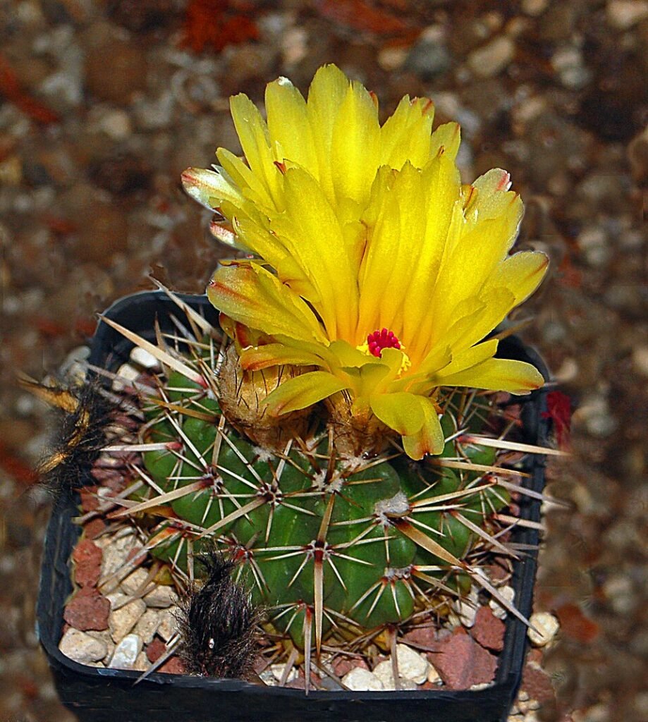 Parodia mammulosa cactus met gele bloemen en stekels op groene stam.