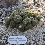 Copiapoa hypogaea cactus met groen bolvormig lichaam bedekt met witte stekels.