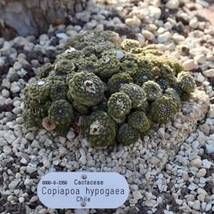 Copiapoa hypogaea cactus met groen bolvormig lichaam bedekt met witte stekels.