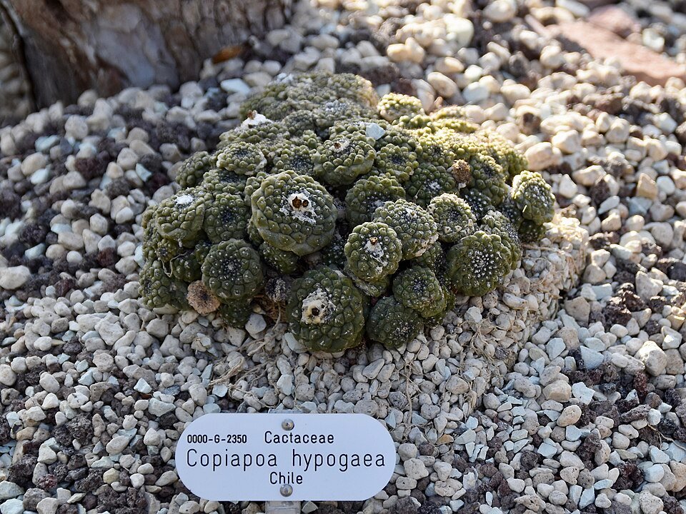 Copiapoa hypogaea cactus met groen bolvormig lichaam bedekt met witte stekels.