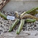 Echinocereus pentalophus cactus met felroze bloemen en vijf ribben.