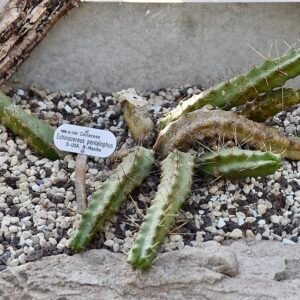 Echinocereus pentalophus cactus met felroze bloemen en vijf ribben.