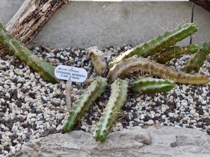 Echinocereus pentalophus cactus met felroze bloemen en vijf ribben.