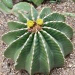 Ferocactus schwarzii cactus met gele stekels en ronde vormen.