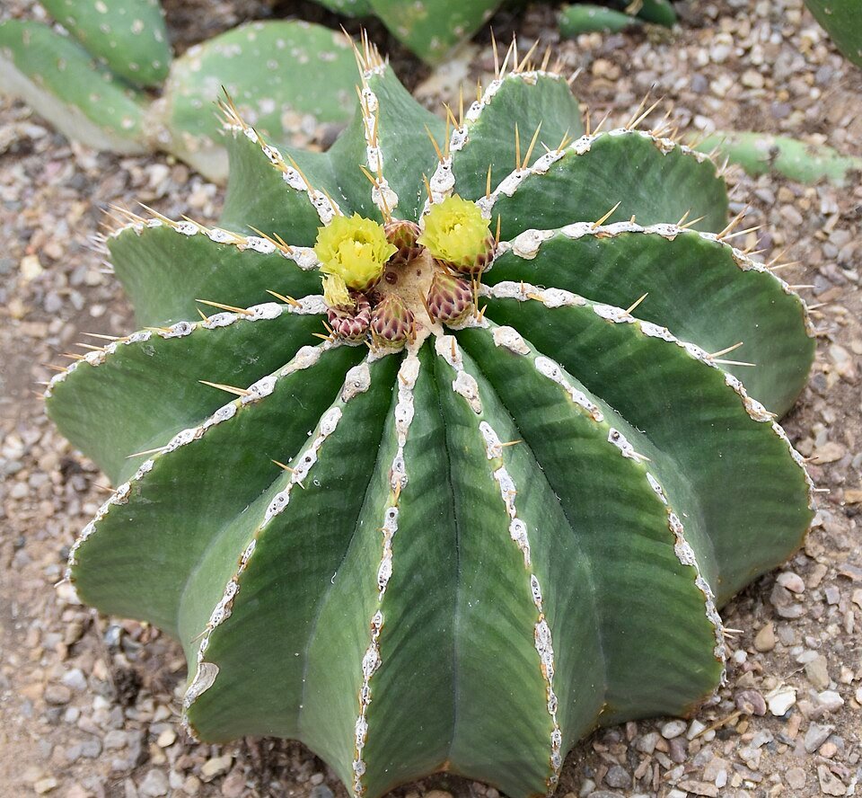 Ferocactus schwarzii cactus met gele stekels en ronde vormen.