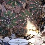 Gymnocalycium baldianum cactus met roze bloemen in bloei, omringd door groene stekelige stelen.