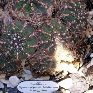 Gymnocalycium baldianum cactus met roze bloemen in bloei, omringd door groene stekelige stelen.