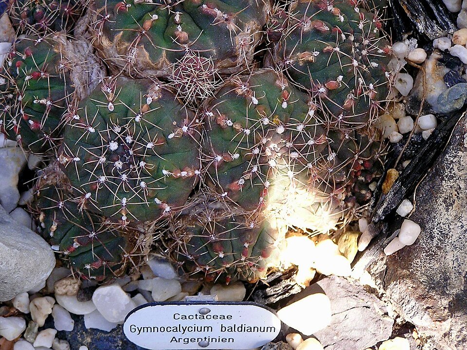 Gymnocalycium baldianum cactus met roze bloemen in bloei, omringd door groene stekelige stelen.