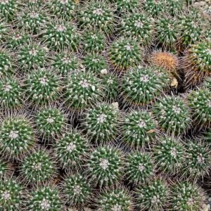 Mammillaria compressa cactus met witte doornen en roze bloemknoppen.