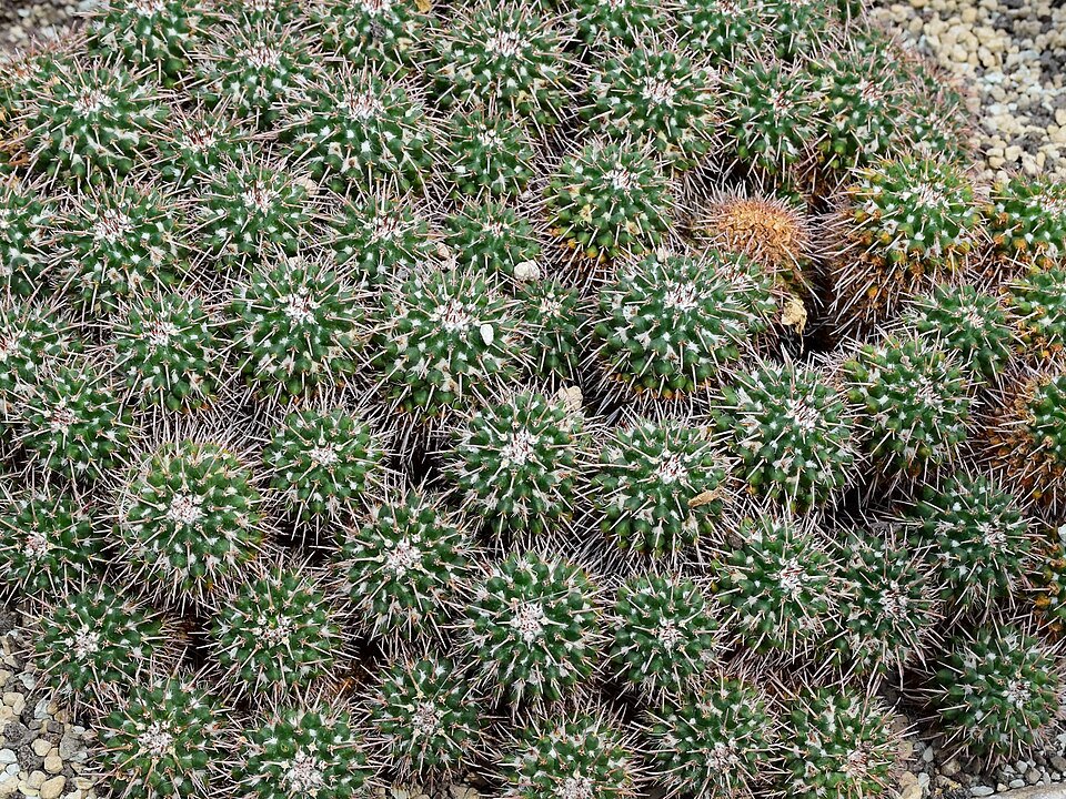 Mammillaria compressa cactus met witte doornen en roze bloemknoppen.