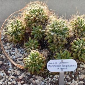 Mammillaria longimamma cactus met roze bloemen in pot.
