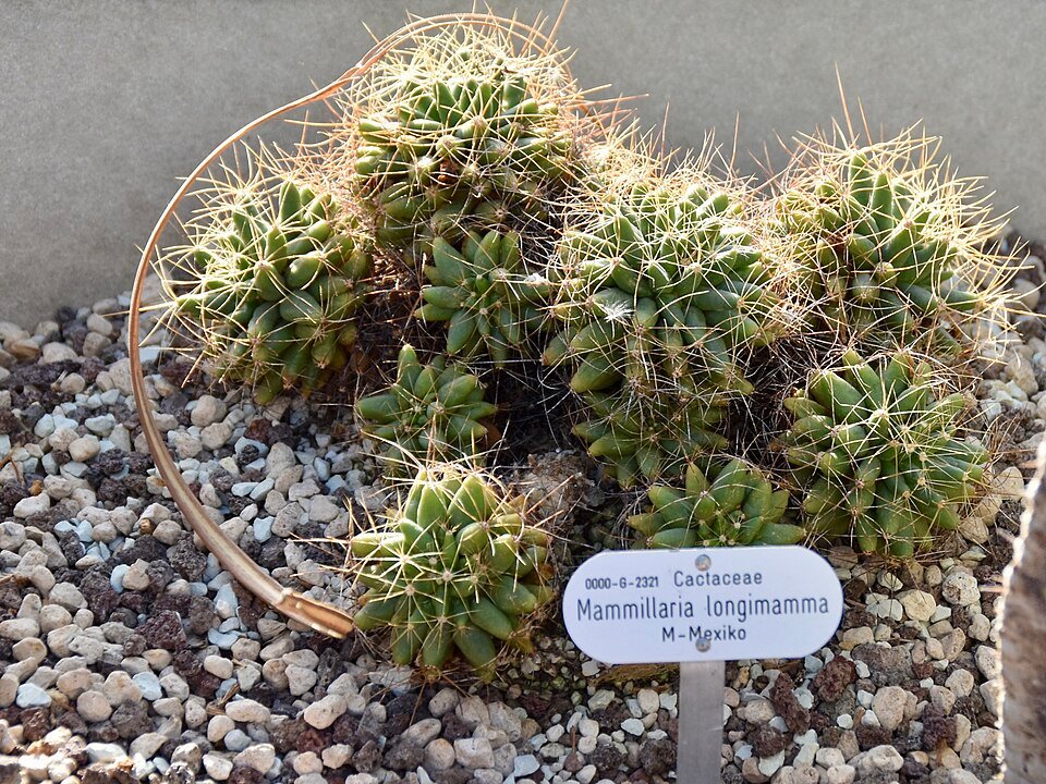 Mammillaria longimamma cactus met roze bloemen in pot.
