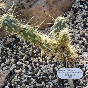 Miqueliopuntia cactus met platte, ronde groene bladeren op neutrale achtergrond.