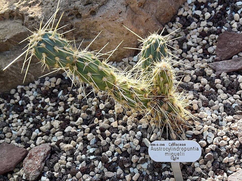 Miqueliopuntia cactus met platte, ronde groene bladeren op neutrale achtergrond.