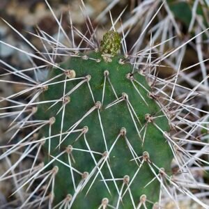 Opuntia sulphurea cactus met levendige gele pads en scherpe stekels.