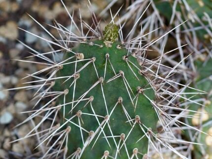 Opuntia sulphurea cactus met levendige gele pads en scherpe stekels.