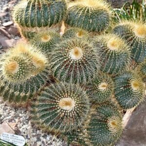 Parodia schumanniana cactus met gele bloemen en claviceps-schimmel in pot.