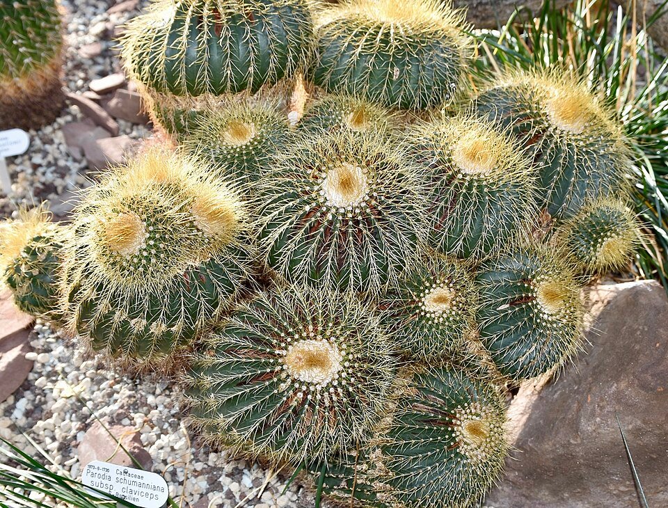Parodia schumanniana cactus met gele bloemen en claviceps-schimmel in pot.