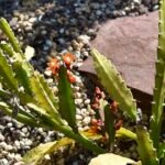Pfeiffera monacantha cactus met dunne, langwerpige stelen bedekt met kleine groene bladeren.