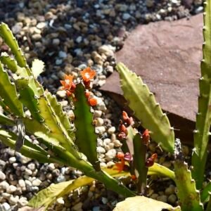 Pfeiffera monacantha cactus met dunne, langwerpige stelen bedekt met kleine groene bladeren.