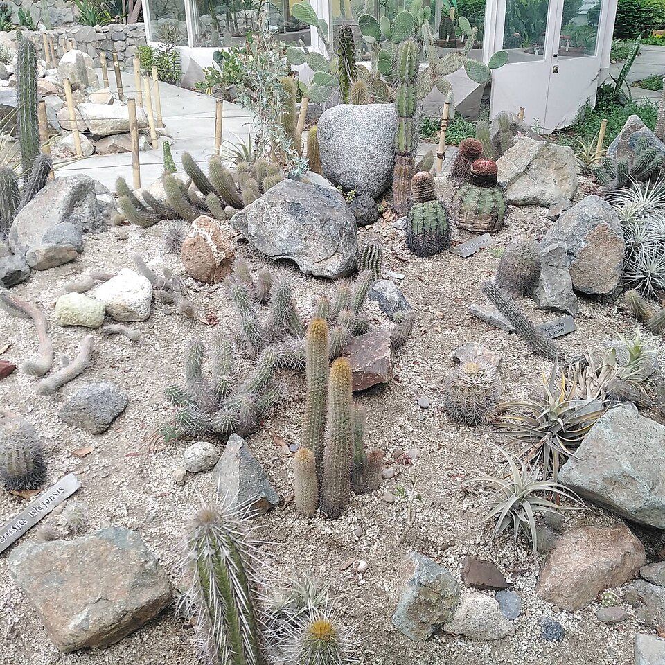 Diverse cactussen tentoongesteld in natuurhistorisch museum.