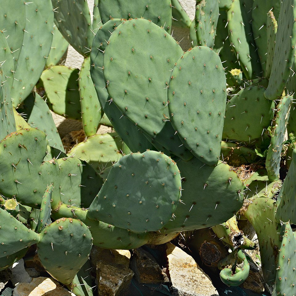 Kleine cactusplant met scherpe glochiden in kleigrond.