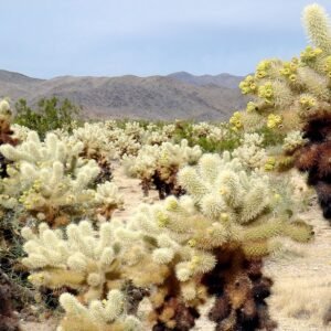 Diverse cactusplanten in zonovergoten woestijnlandschap.