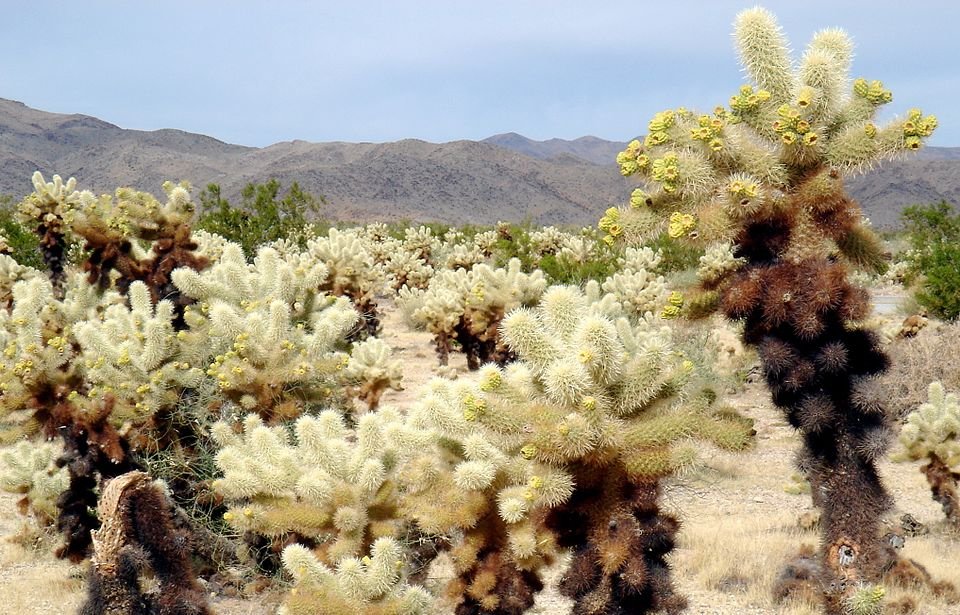 Diverse cactusplanten in zonovergoten woestijnlandschap.