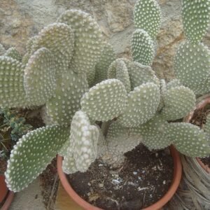 Opuntia microdasys cactus met platte, ronde groene bladeren en witte glochiden.