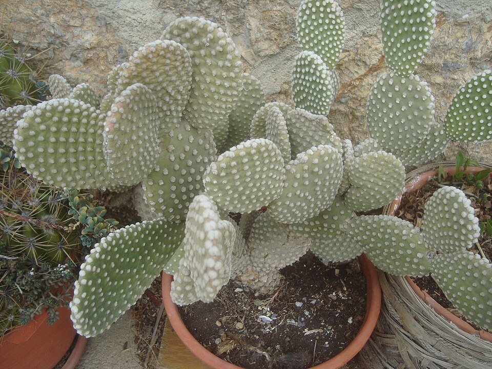 Opuntia microdasys cactus met platte, ronde groene bladeren en witte glochiden.