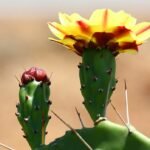 Gele Opuntia phaeacantha cactusbloesem in close-up.