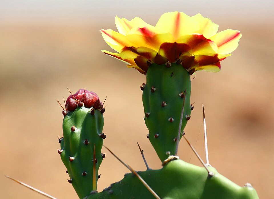 Gele Opuntia phaeacantha cactusbloesem in close-up.