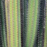 Stenocereus griseus cactus met groene stelen en kleine stekels op blauwe achtergrond.