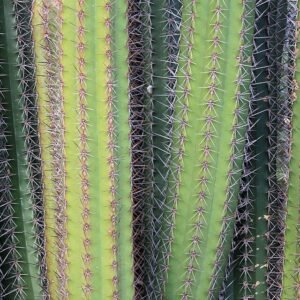 Stenocereus griseus cactus met groene stelen en kleine stekels op blauwe achtergrond.