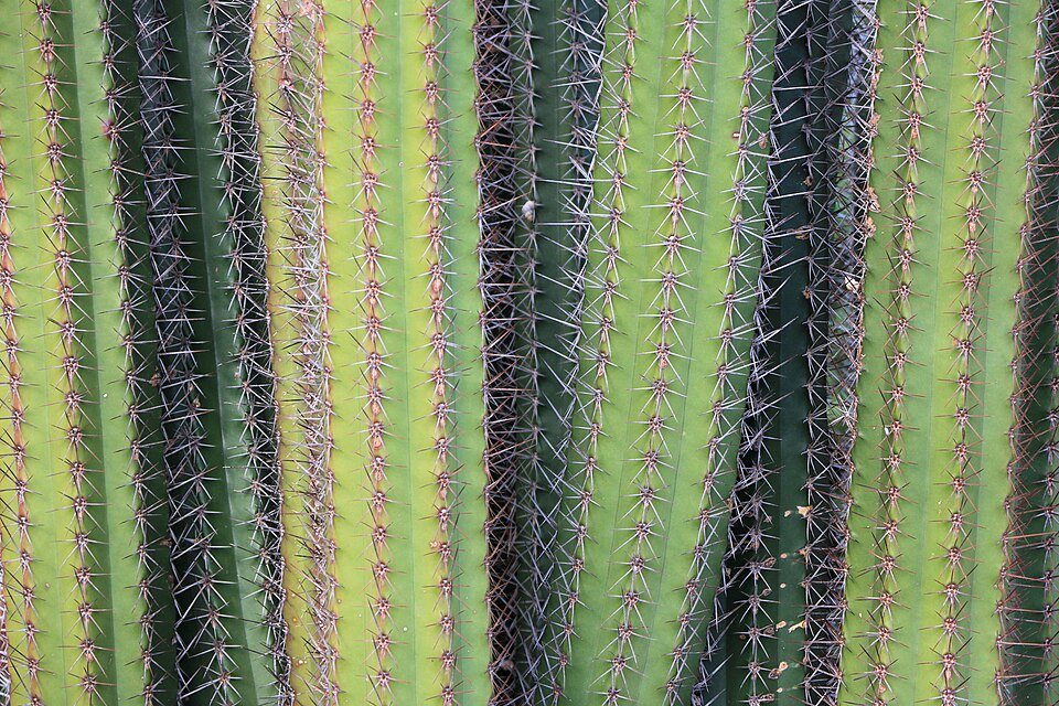 Stenocereus griseus cactus met groene stelen en kleine stekels op blauwe achtergrond.