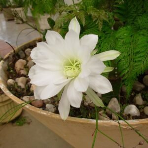 Roze bloem van Echinopsis werdermannii cactus in pot op tafel.
