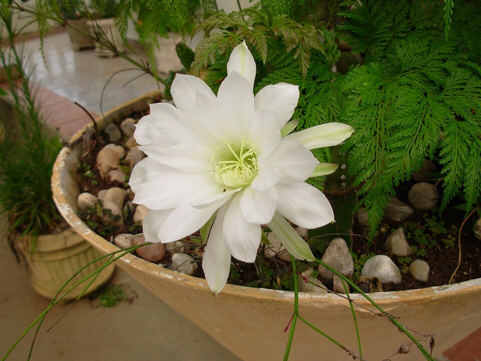 Roze bloem van Echinopsis werdermannii cactus in pot op tafel.