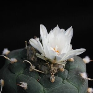 Zeldzame Turbinicarpus lophophoroides cactus met witte bloemen en stekels.