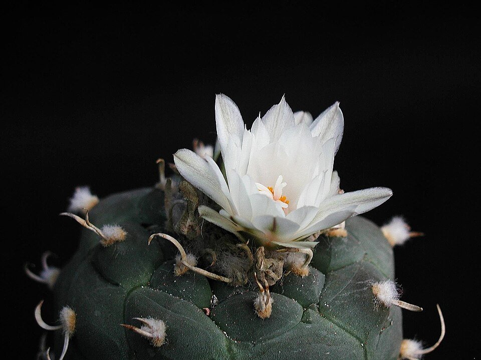 Zeldzame Turbinicarpus lophophoroides cactus met witte bloemen en stekels.