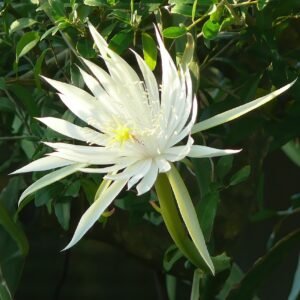 Bloeiende Epiphyllum cactusbloem op groene achtergrond.