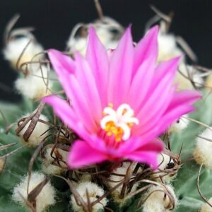 Delicate roze bloemen op Turbinicarpus alonsoi cactus tegen heldere achtergrond.
