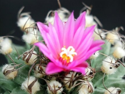 Delicate roze bloemen op Turbinicarpus alonsoi cactus tegen heldere achtergrond.
