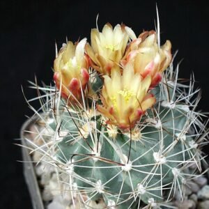 Flowering Sclerocactus pubispinus cactus with pink blooms and spines in sunlight.