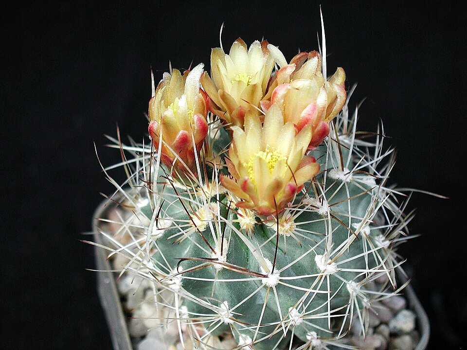 Flowering Sclerocactus pubispinus cactus with pink blooms and spines in sunlight.